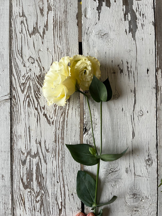 Lisianthus frisé - Beurre