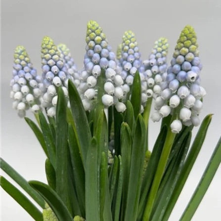 Muscari - Manon - PÂQUES