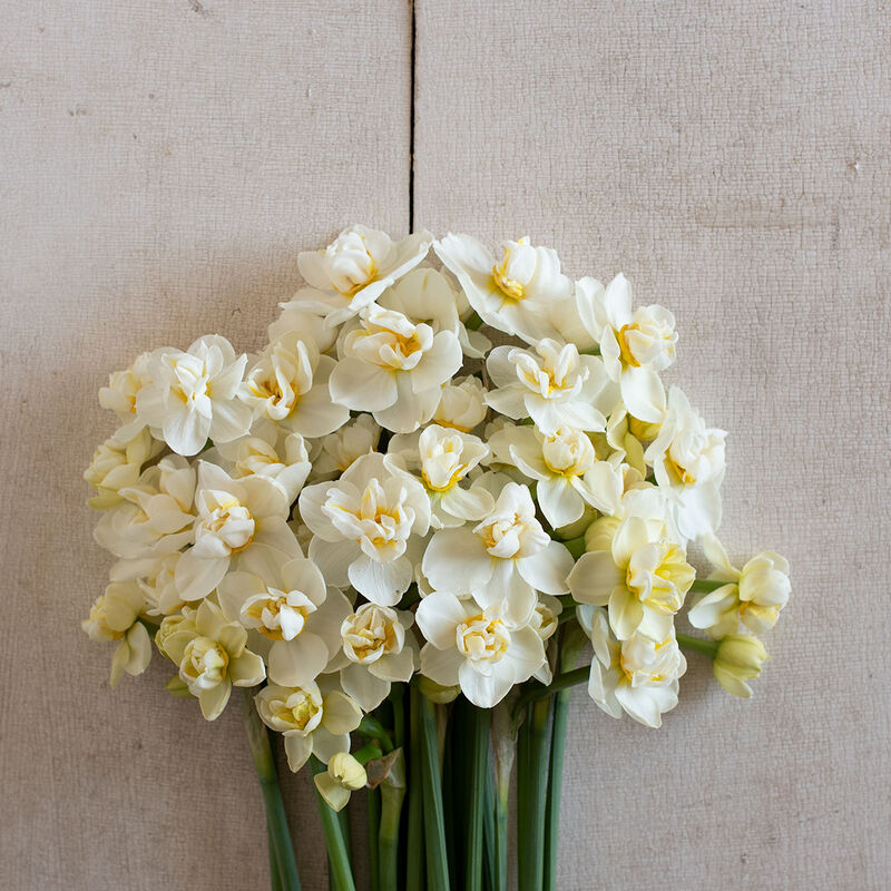 Jonquille - Cheerfulness - FDM