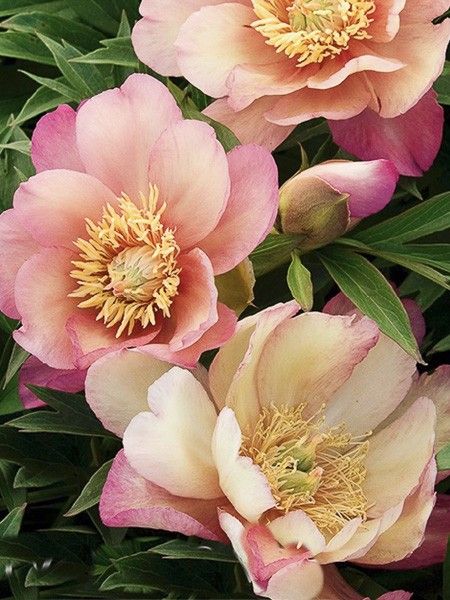 Pivoine - Julia Rose