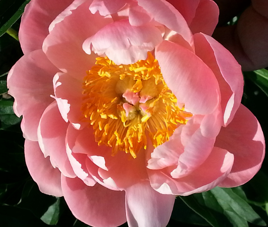 Pivoine - Pink Hawaiien