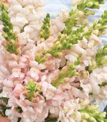 Mufliers Costal silver