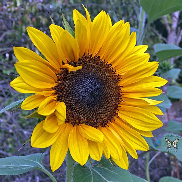 Tournesol - Brillance