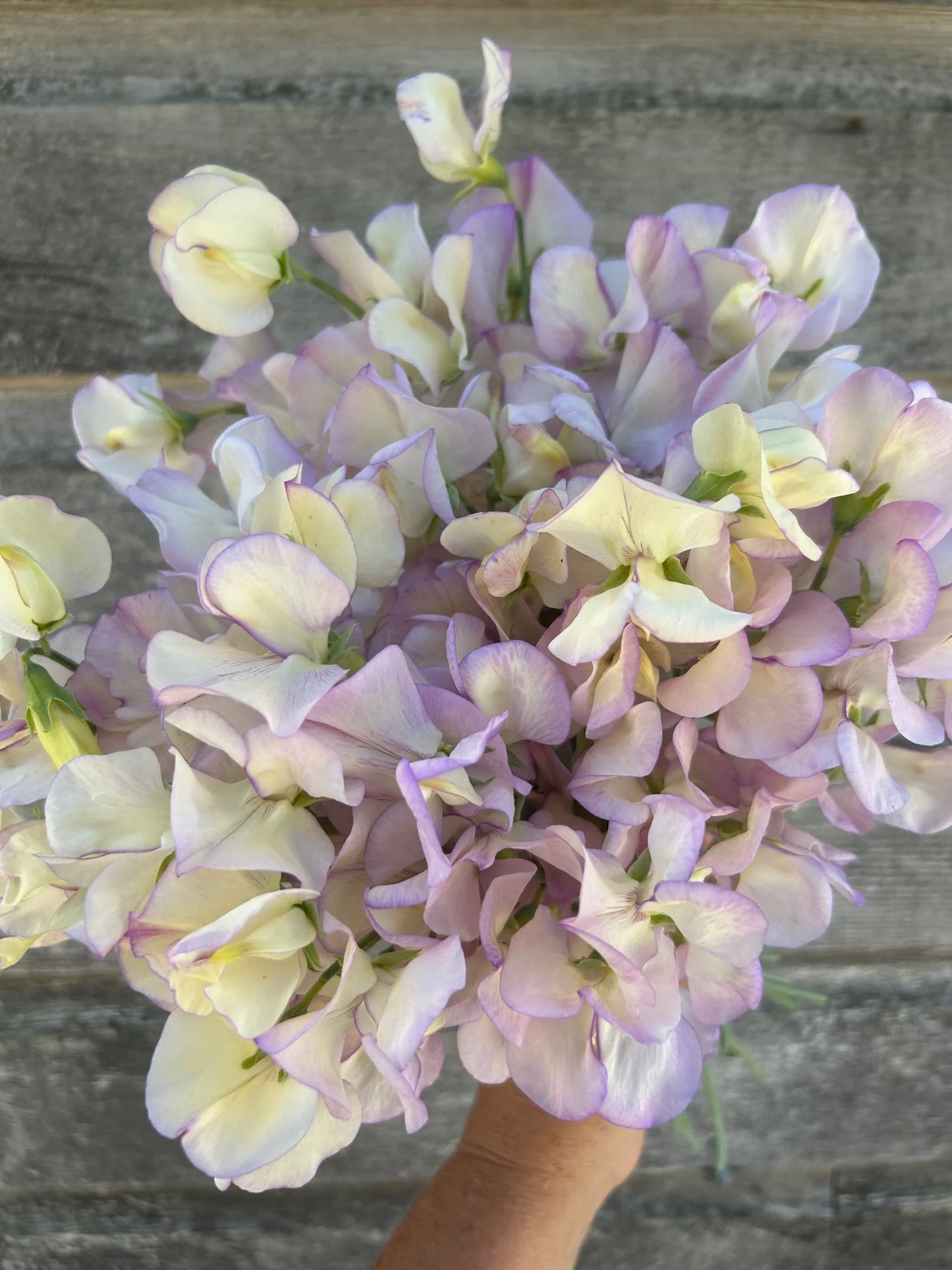 Pois de senteur sur vigne - High scent