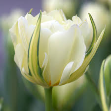 Tulipe semi double- White Valley