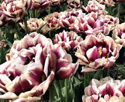 Tulipe double - Wyndham