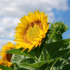 Tournesol - Sunrich lime