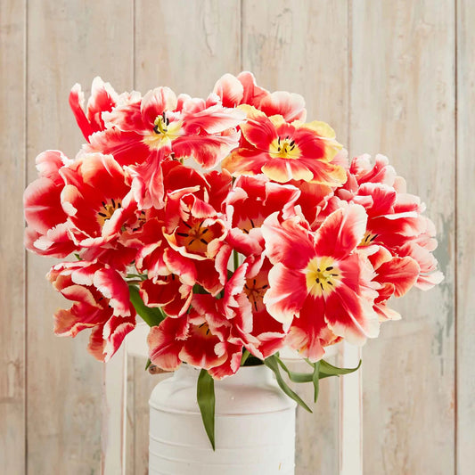 Tulipe Perroquet - Dee jay - ST VALENTIN