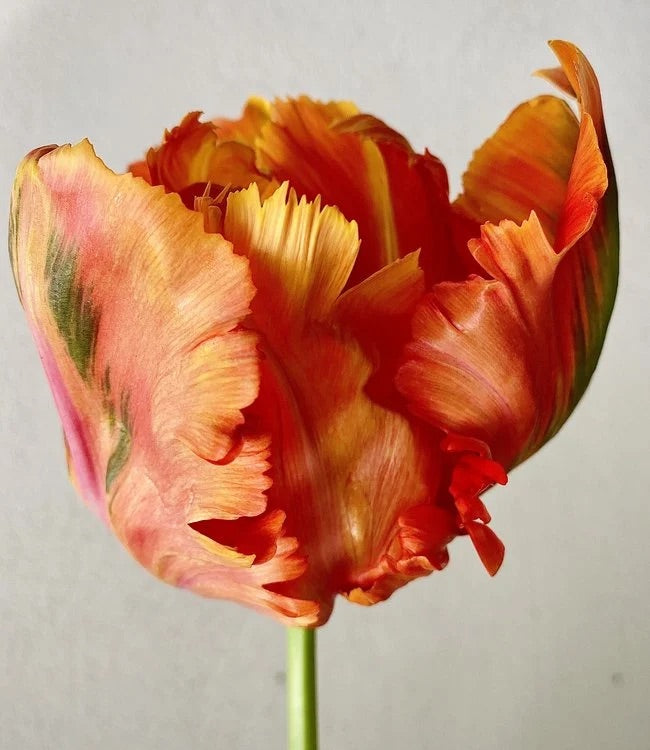 Tulipe Perroquet - Avignon - FDM