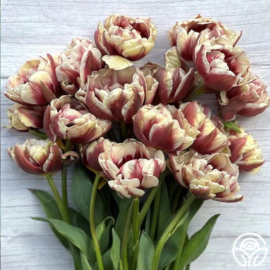 Tulipe double - Wyndham