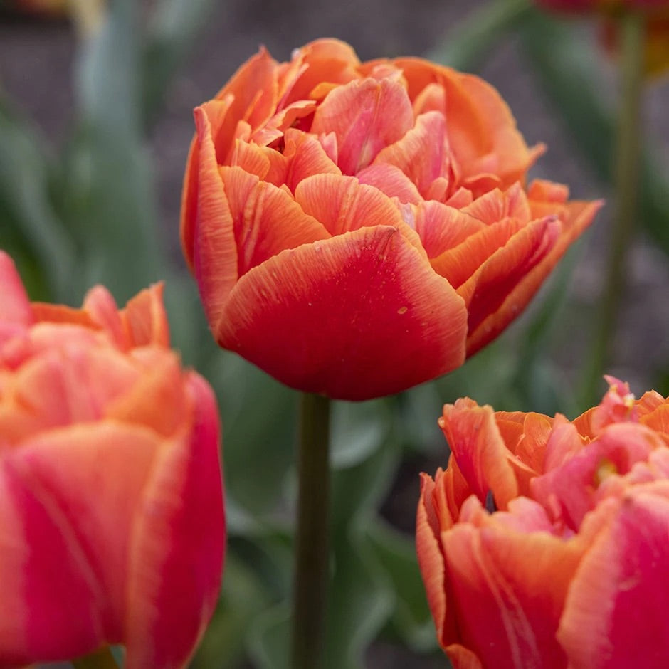 Tulipe double - Formula one