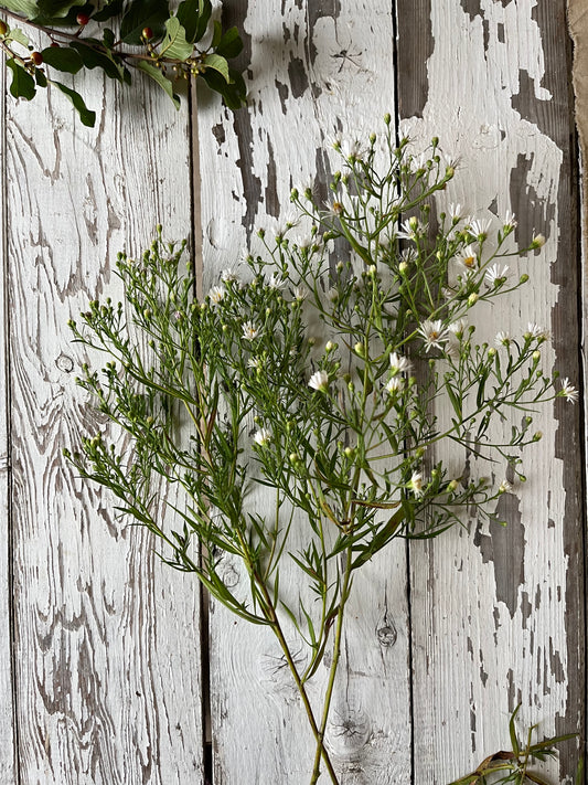 Vergerette du Canada