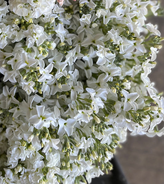 Giroflées - Beurre - Simple