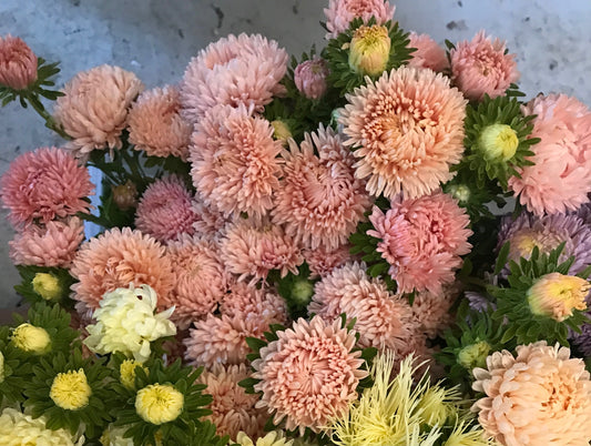 Aster de chine - Tower Chamois