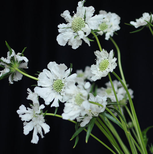 Scabieuse Fama - Blanche