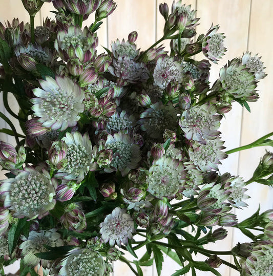 Astrantia - Étoile filante