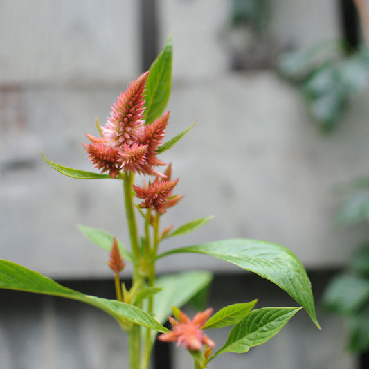 Celosia spicata - Terracotta