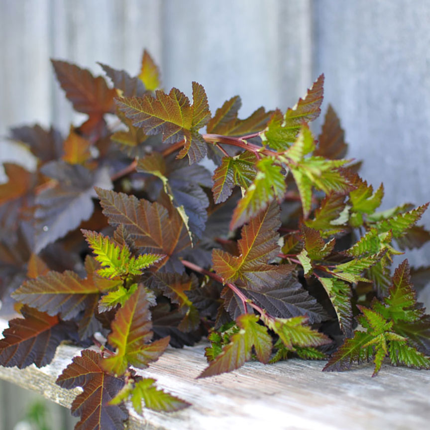 Physocarpus - Diabolo