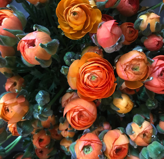 Renoncules - Clémentine - Petit Calibre