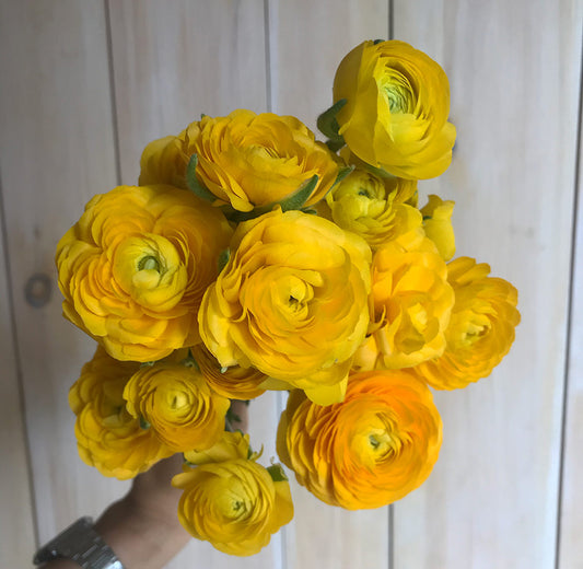 Renoncules - Giallo - Petit Calibre