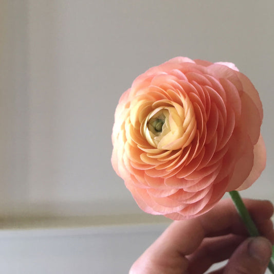 Renoncules - Saumon - Petit Calibre