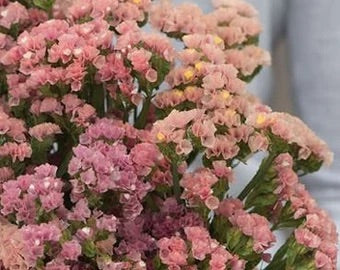 Statice - Mélange apricot