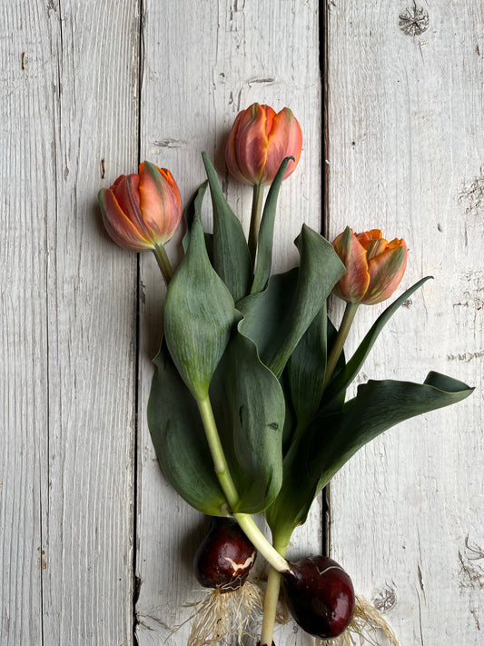 Tulipe double - Orange Princess