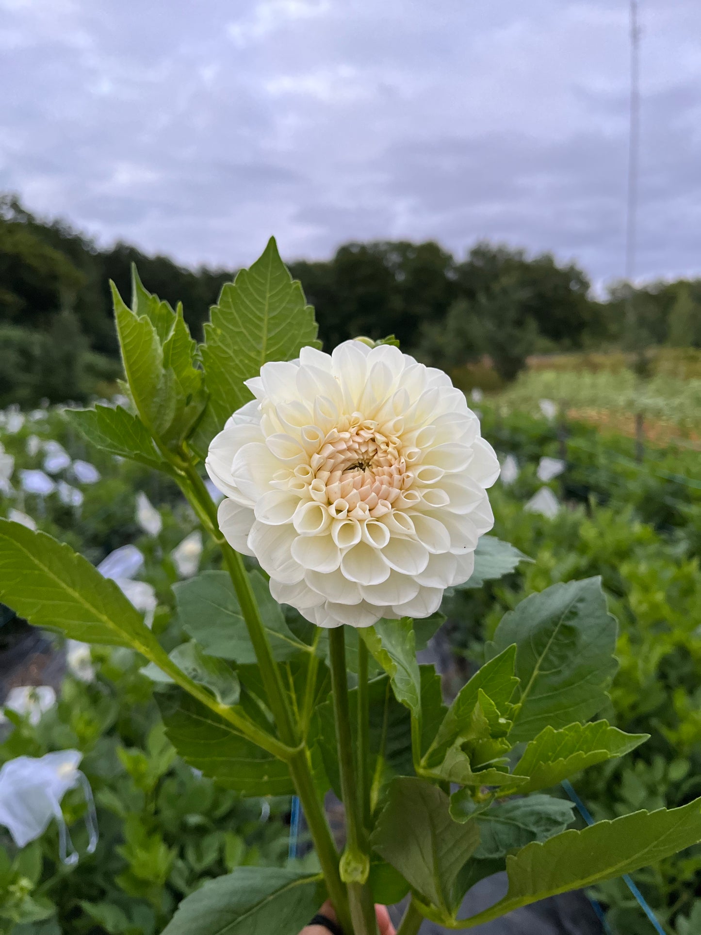 Dahlia - Boom Boom