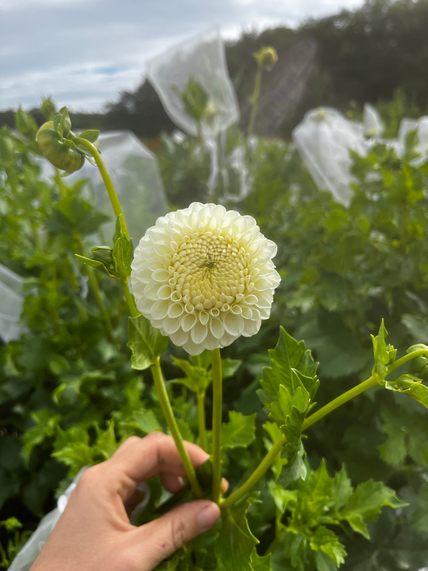 Dahlia - Blizzard