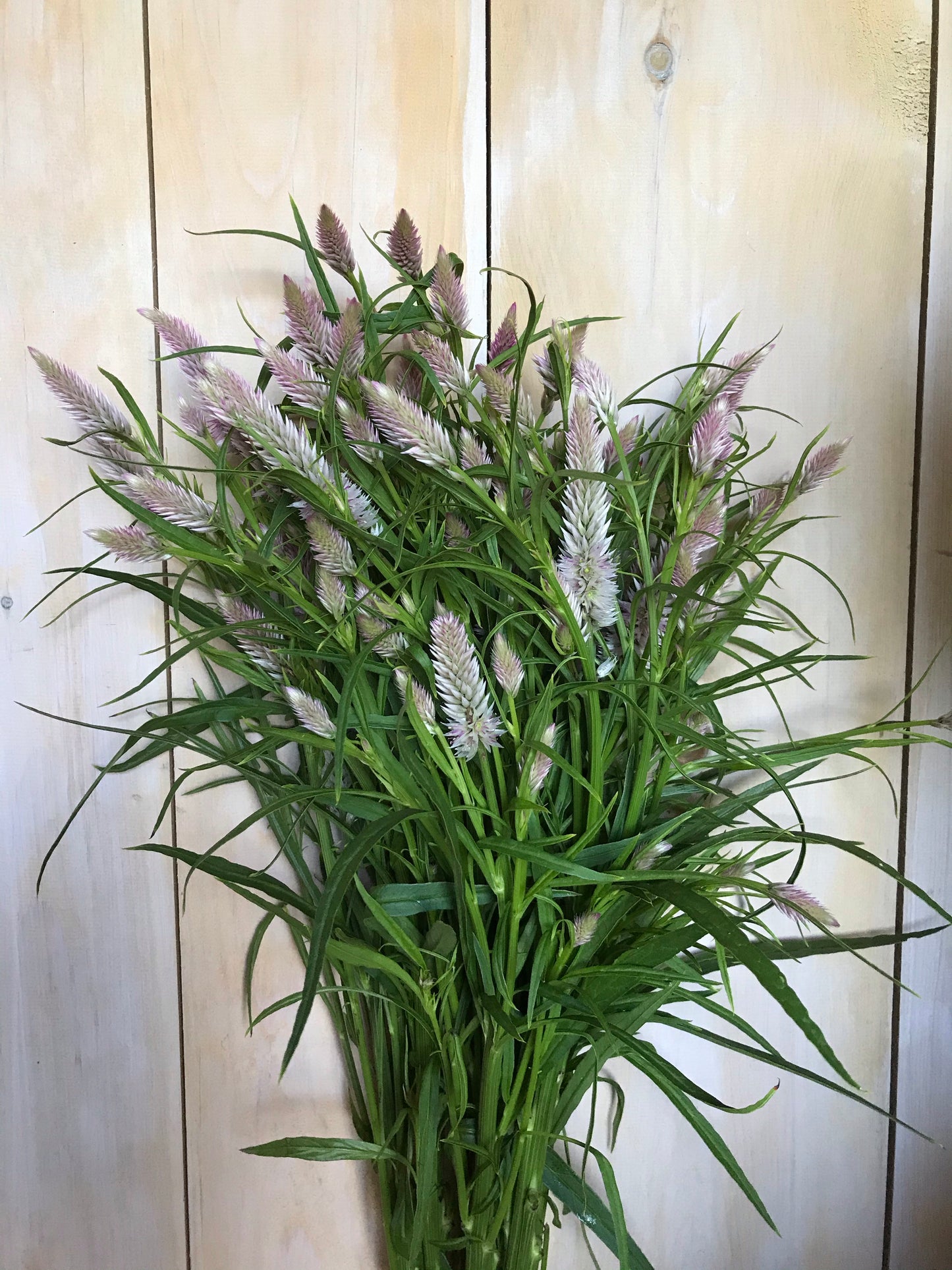 Celosia spicata - Flamingo