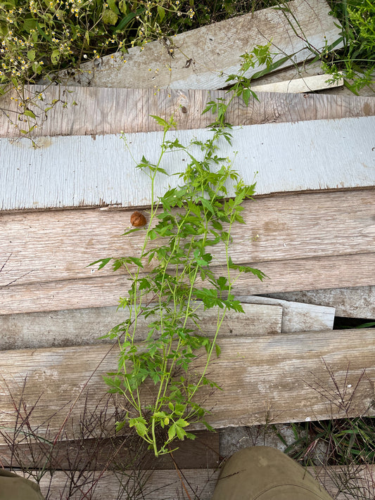 Cardiospermum - Love in a puff