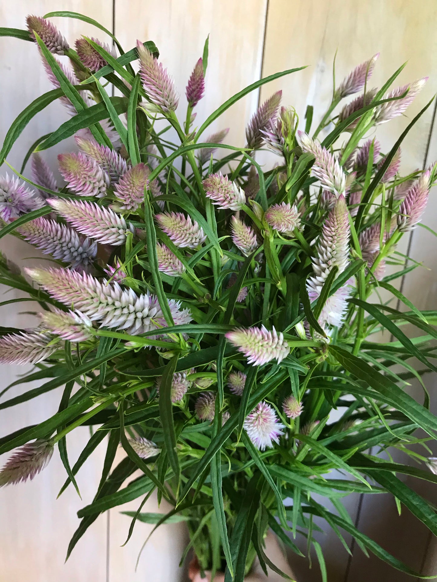 Celosia spicata - Flamingo