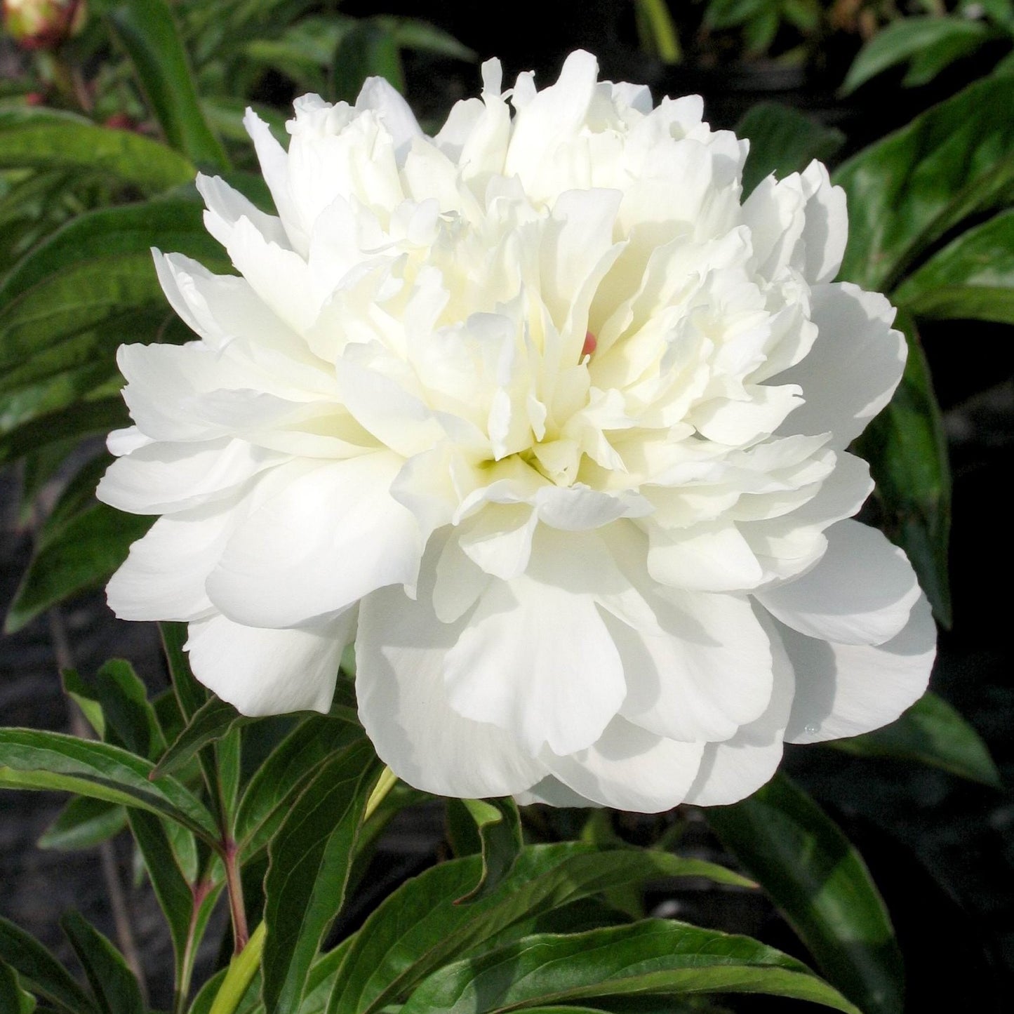 Pivoine - Duchesse de Nemours