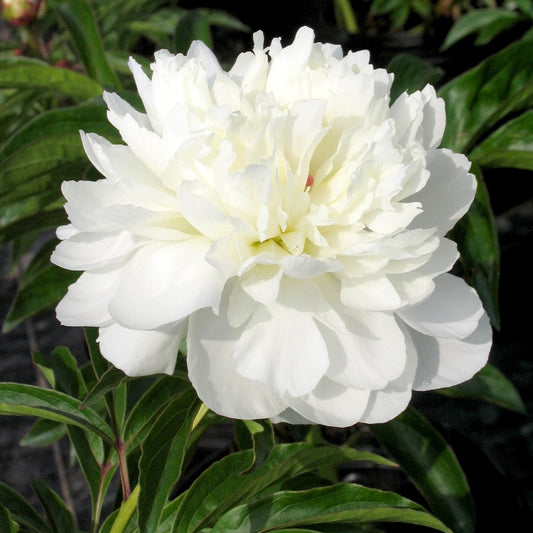 Pivoine - Duchesse de Nemours